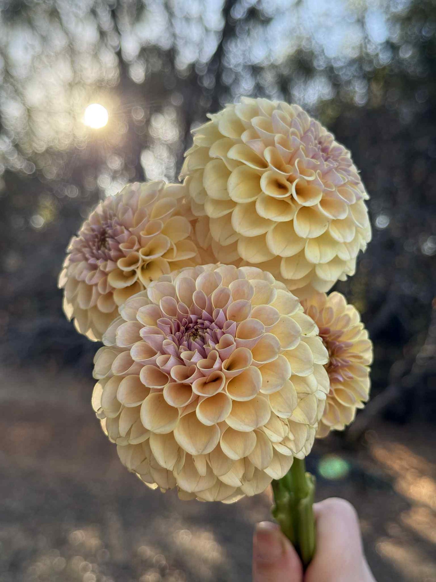 KA Cinder Rose Dahlia