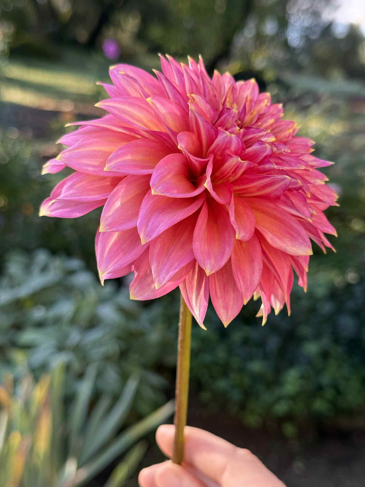 Askwith Minnie Dahlia