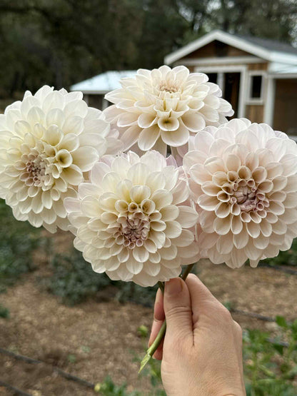 Sweet Nathalie Dahlia