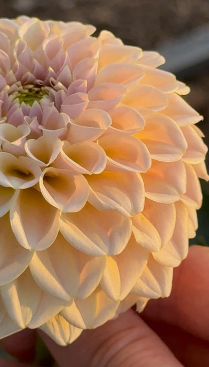 KA Cinder Rose Dahlia