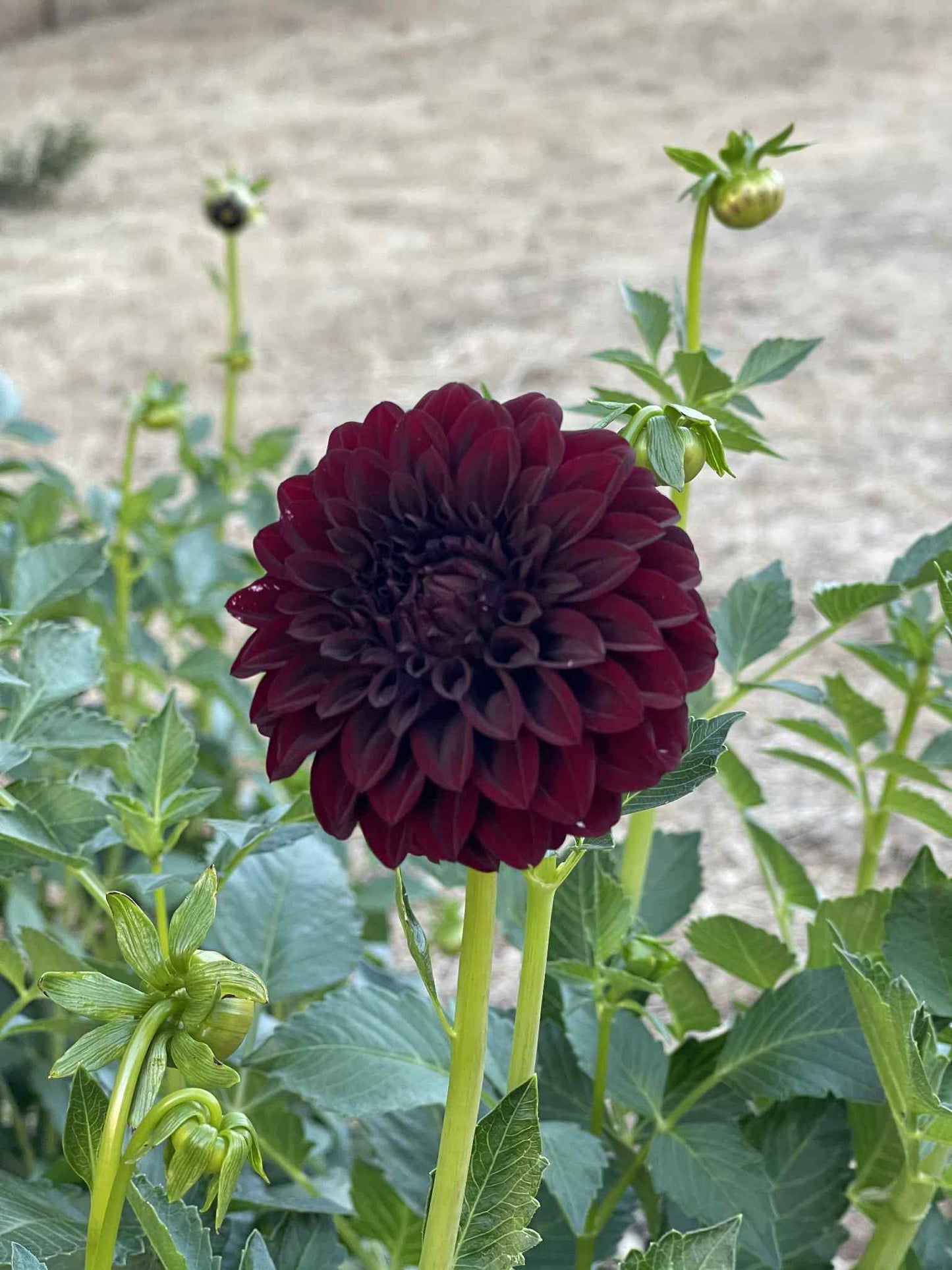 Black Satin Dahlia