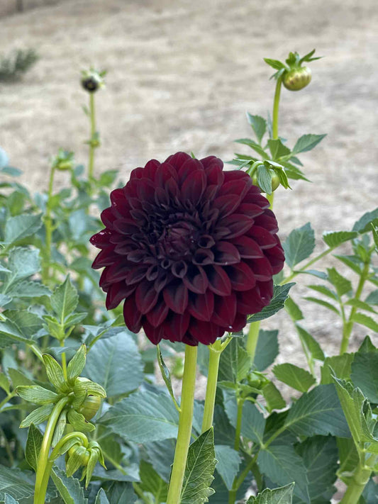 Black Satin Dahlia