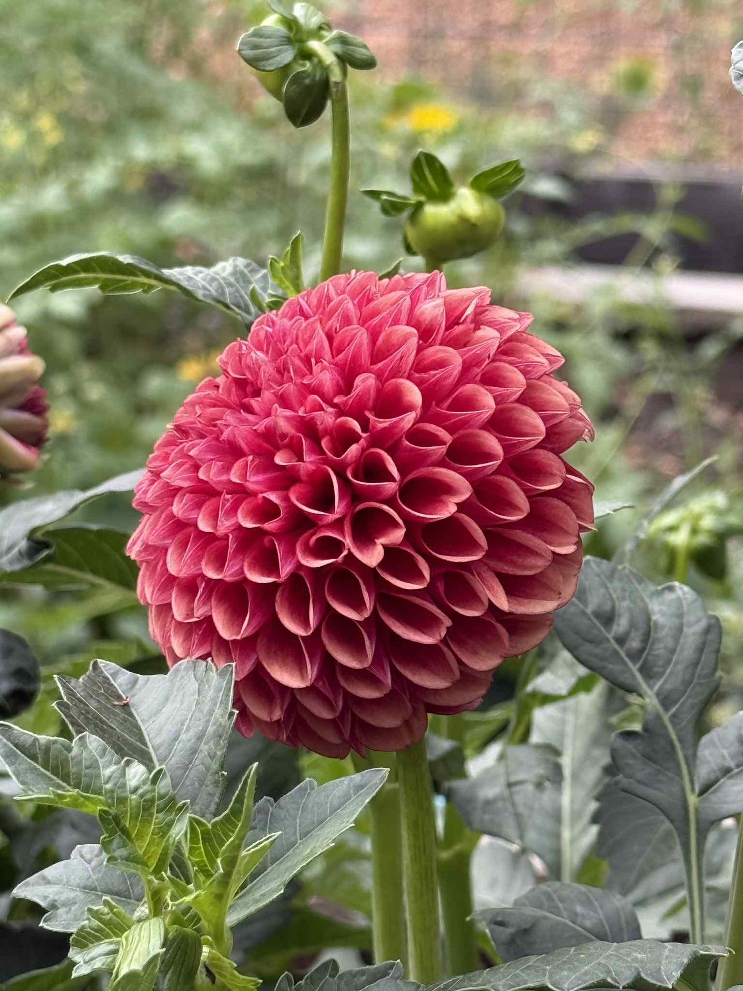 Copper Boy Dahlia