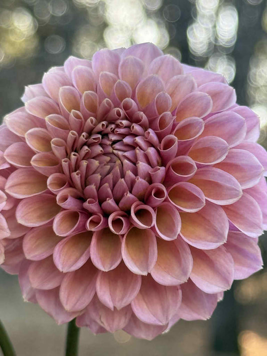 Bracken Rose Dahlia