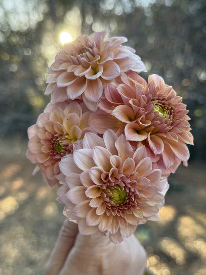 Rock Run Ashley Dahlia