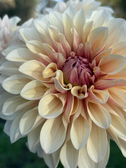 KA Penny Lane Dahlia