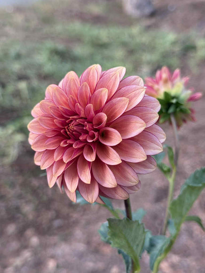 RM Raspberry Twinkle Dahlia