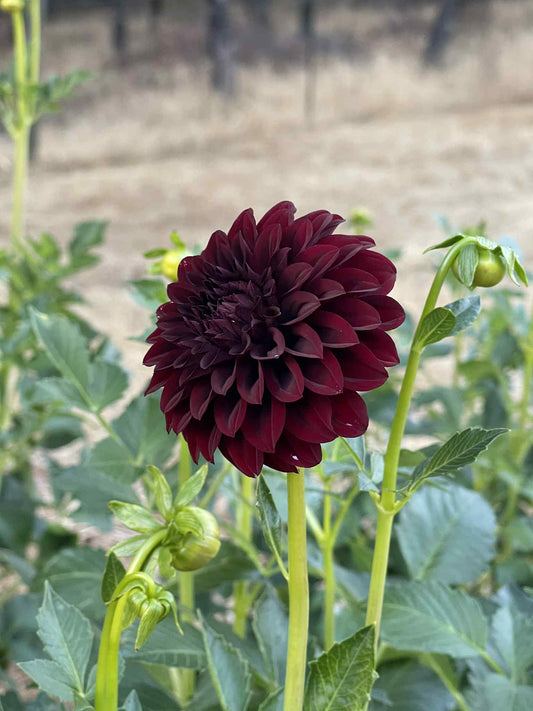 Black Satin Dahlia
