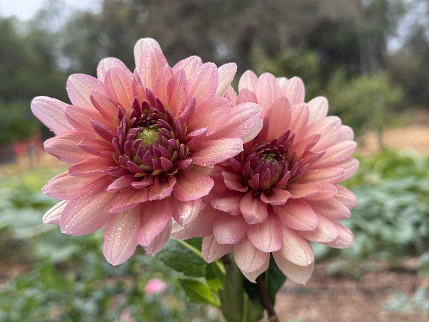 Chateau De La Bourdaisiere Dahlia