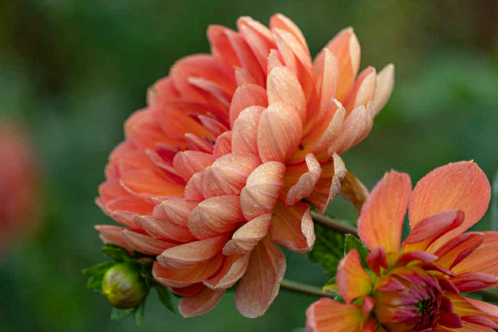 Hollyhill Pink Parfait Dahlia