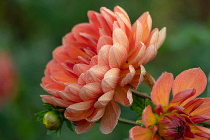 Hollyhill Pink Parfait Dahlia