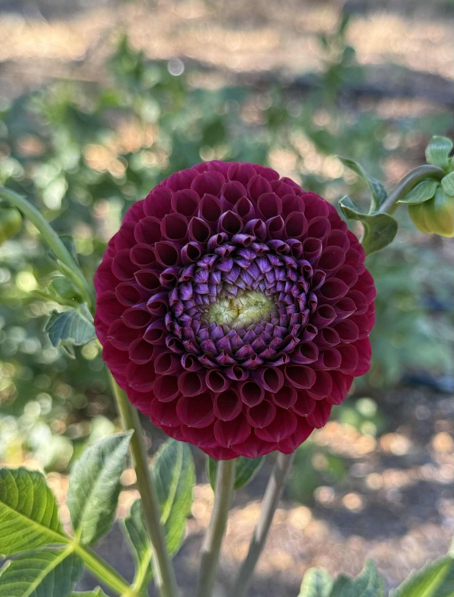 Ivanetti Dahlia