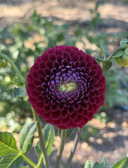 Ivanetti Dahlia