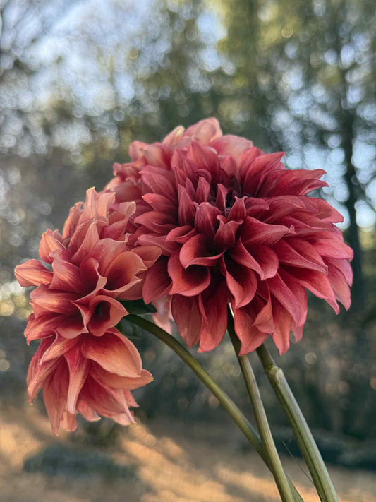 Bloomquist York Dahlia