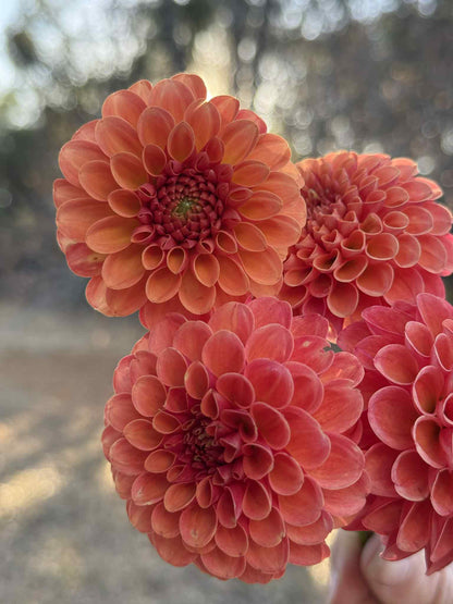 Valley Rust Bucket Dahlia