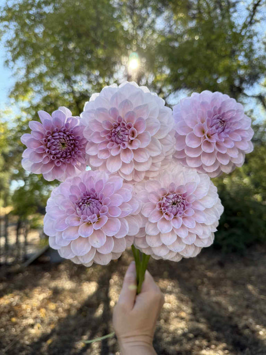 RM Hannah Joe Dahlia