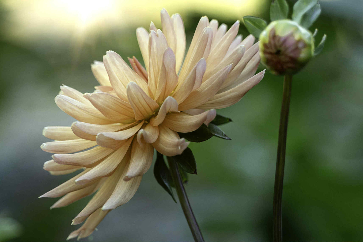 Lakeview Peach Fuzz Dahlia