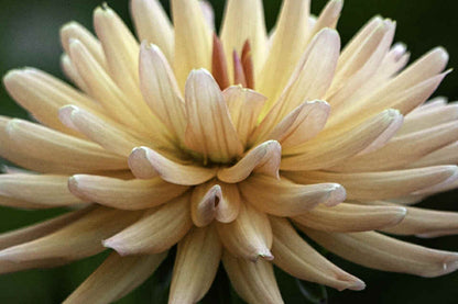 Lakeview Peach Fuzz Dahlia