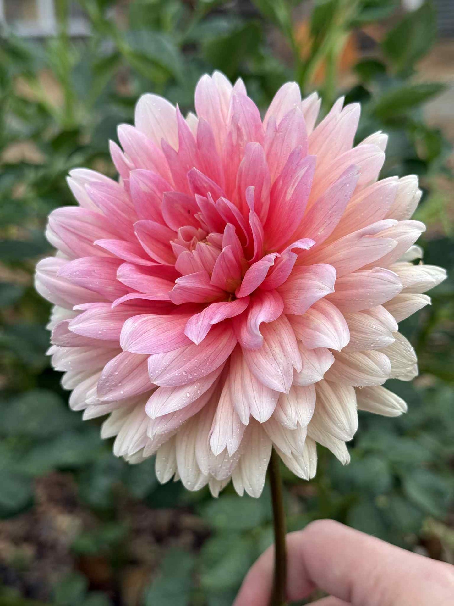 Carolina Wagemans Dahlia