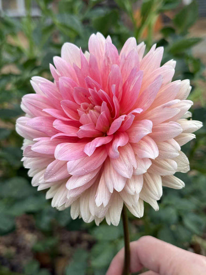Carolina Wagemans Dahlia