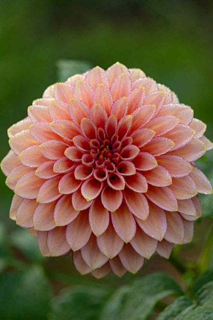 RM Raspberry Twinkle Dahlia