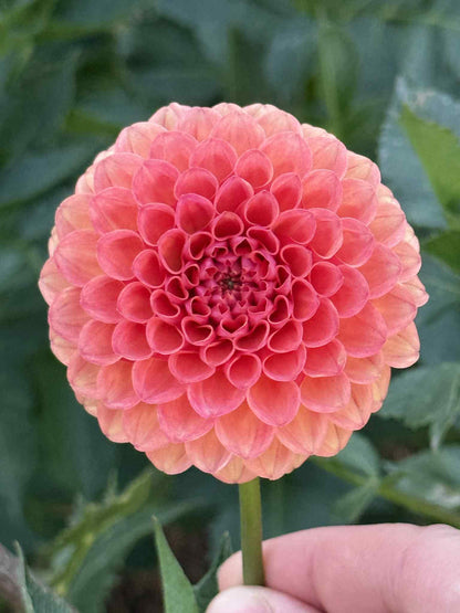 Valley Rust Bucket Dahlia