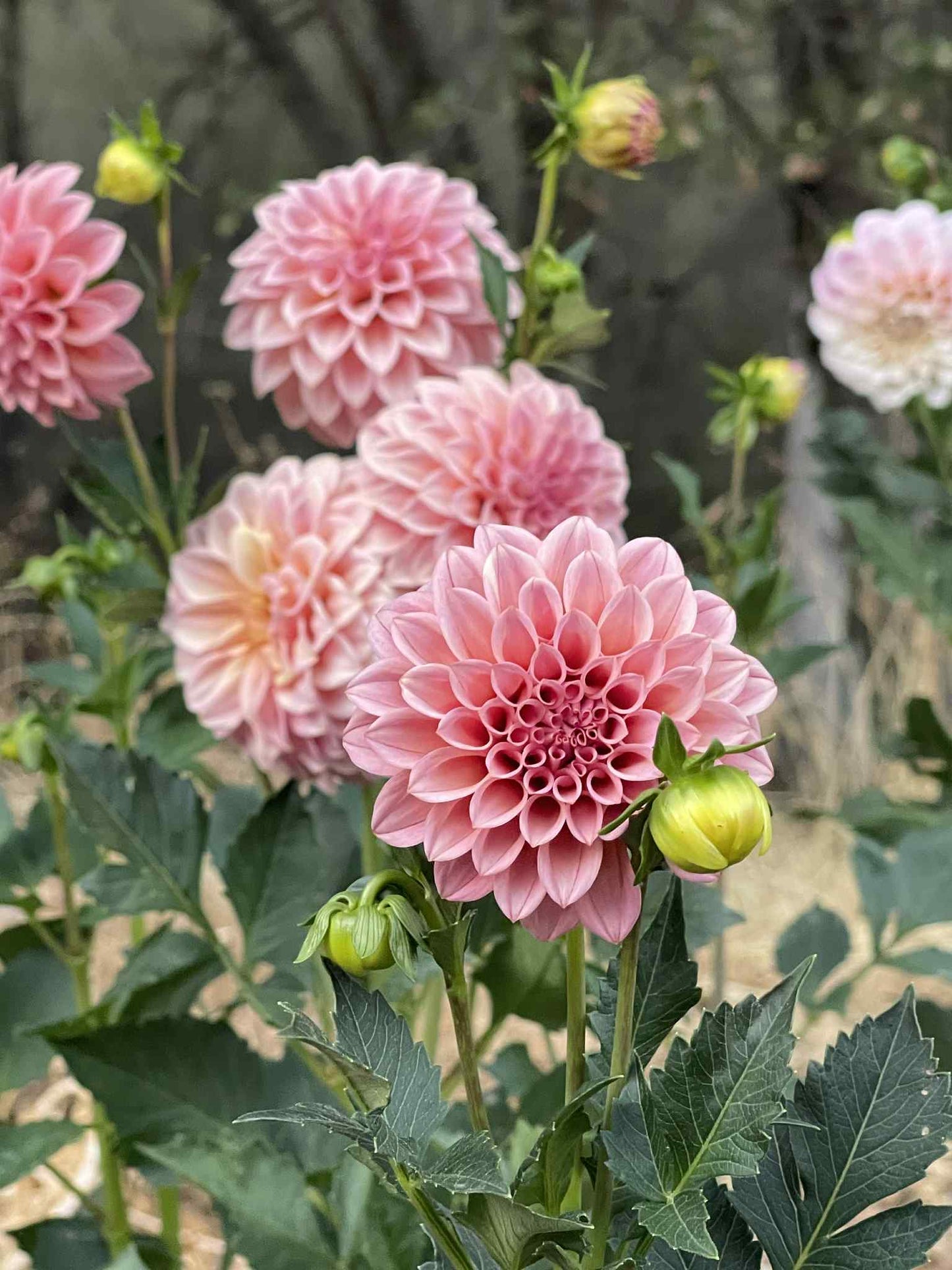 Rock Run Ashley Dahlia