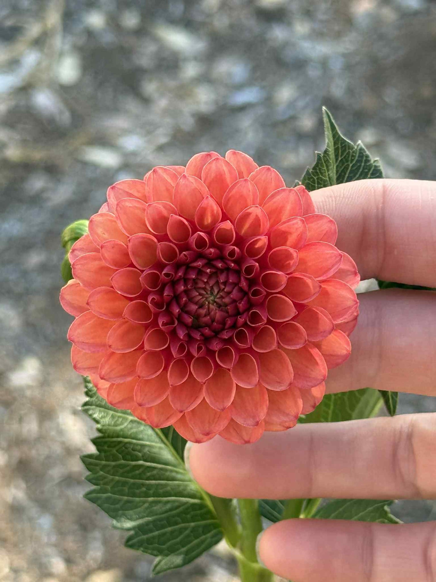 Valley Rust Bucket Dahlia
