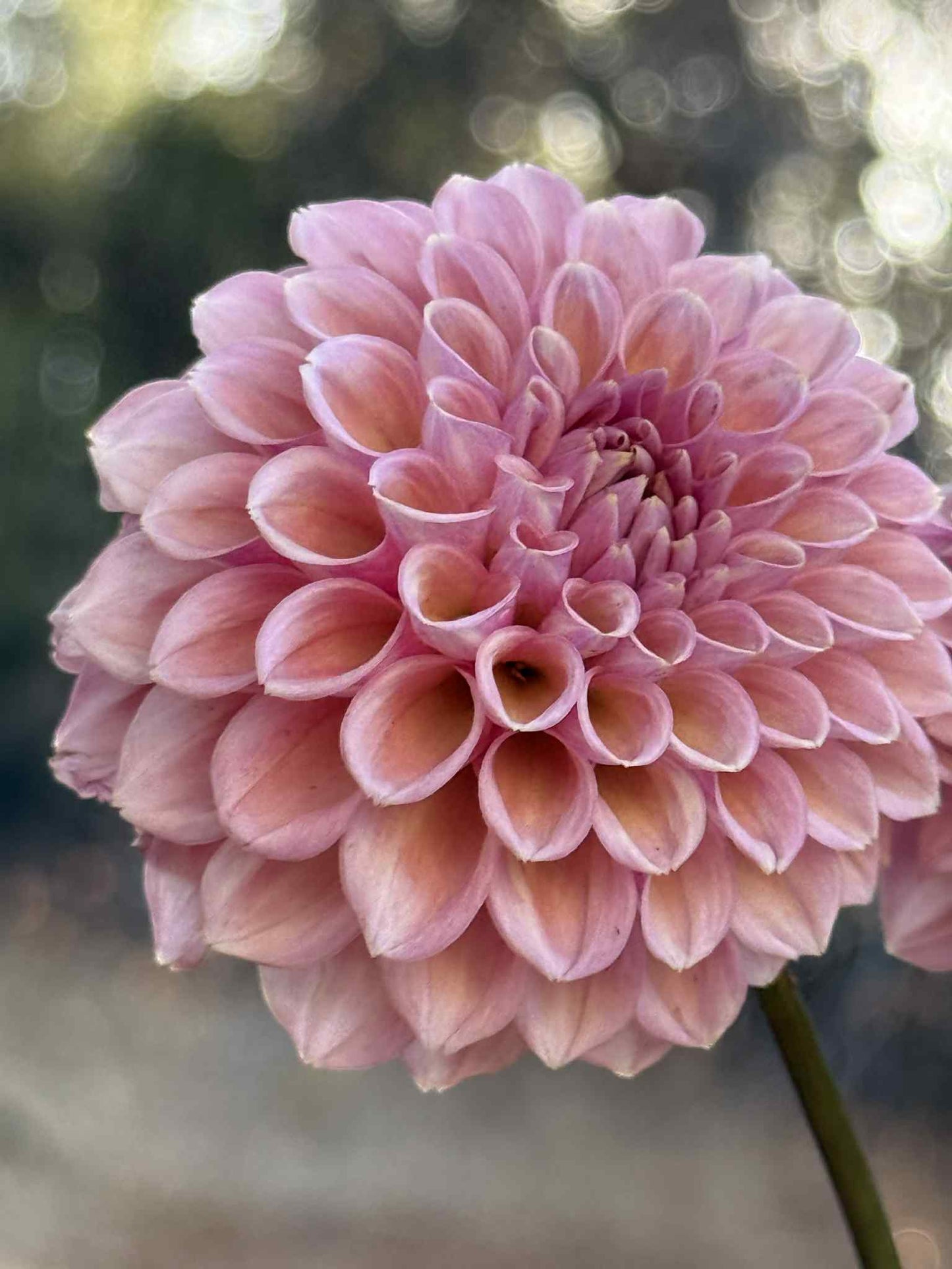 Bracken Rose Dahlia