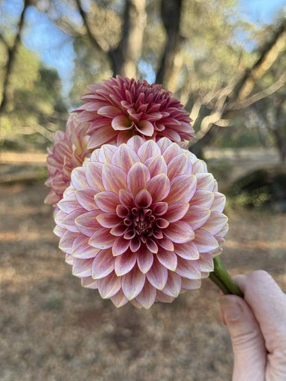 RM Raspberry Twinkle Dahlia