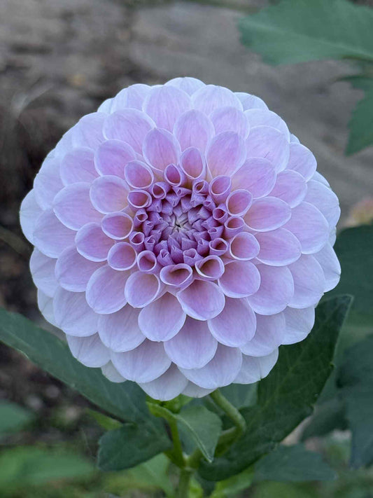 RM Hannah Joe Dahlia